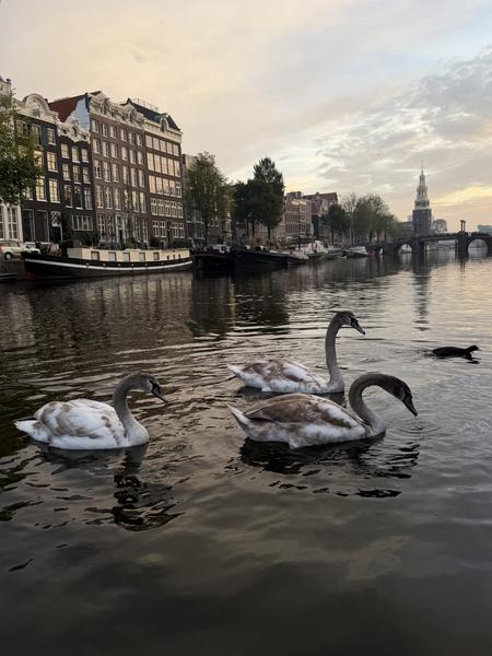 Three juvenile swans gracefully swim in the tranquil waters of the Oudeschans canal in Uilenburg, Amsterdam